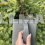 Ручний збирач ягід та фруктів Gardlov 24249 (Польща)
